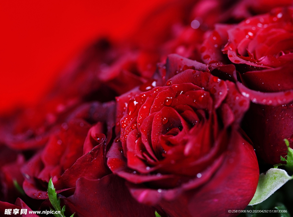 玫瑰花月季花图片