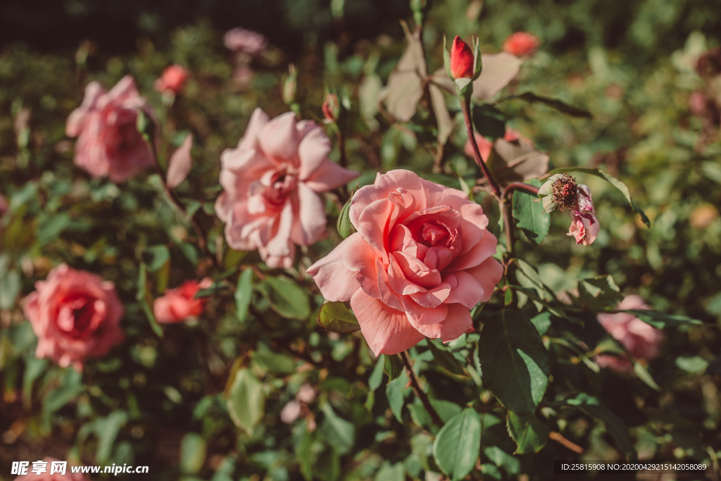 玫瑰花月季花图片