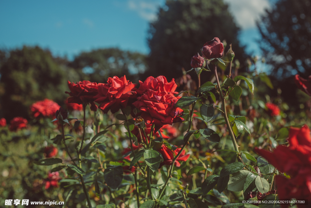 玫瑰花月季花图片
