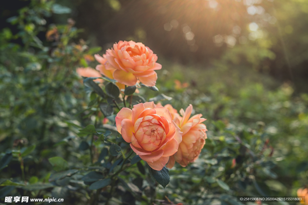 玫瑰花月季花图片