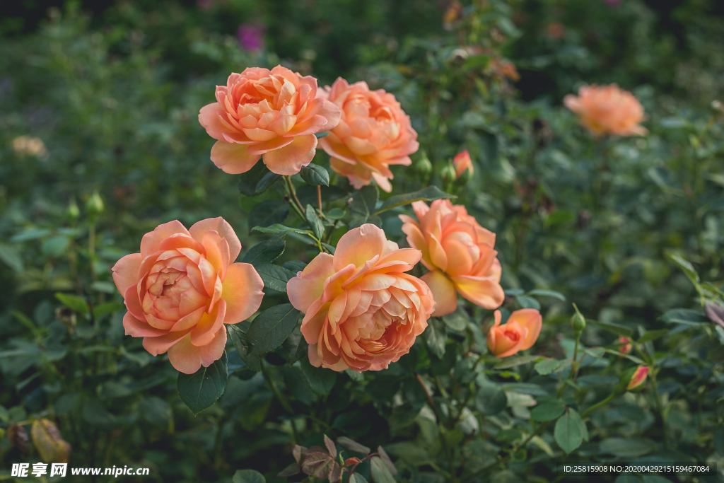 玫瑰花月季花图片