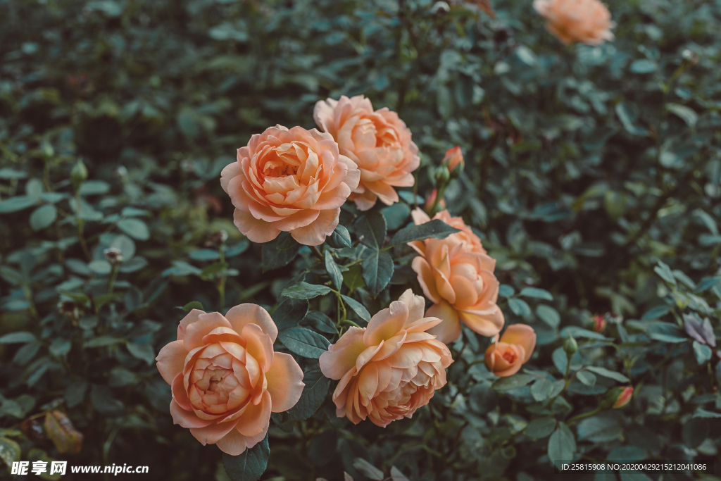 玫瑰花月季花图片