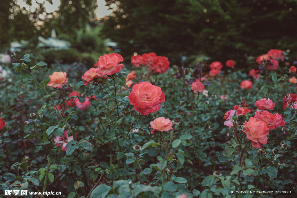玫瑰花月季花图片