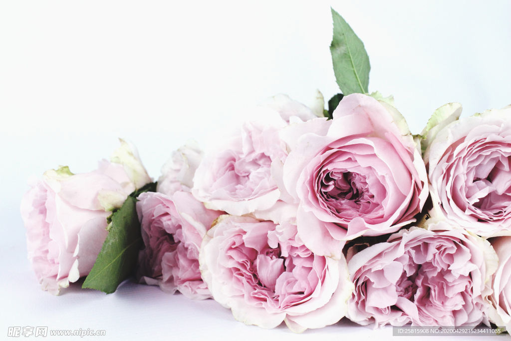 玫瑰花月季花图片