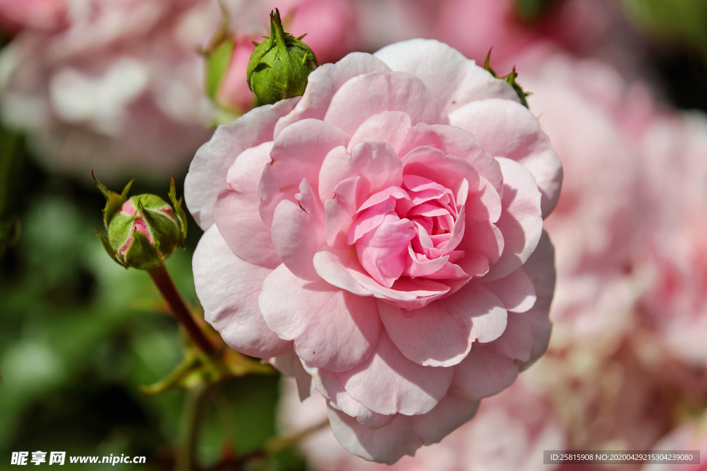 玫瑰花月季花图片