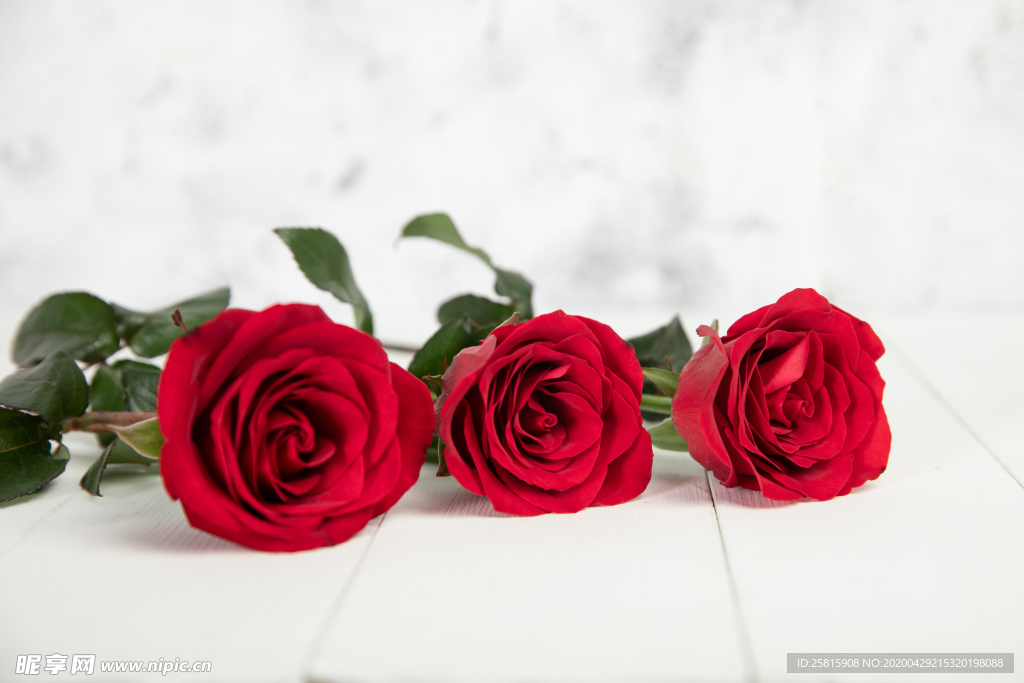 玫瑰花月季花图片