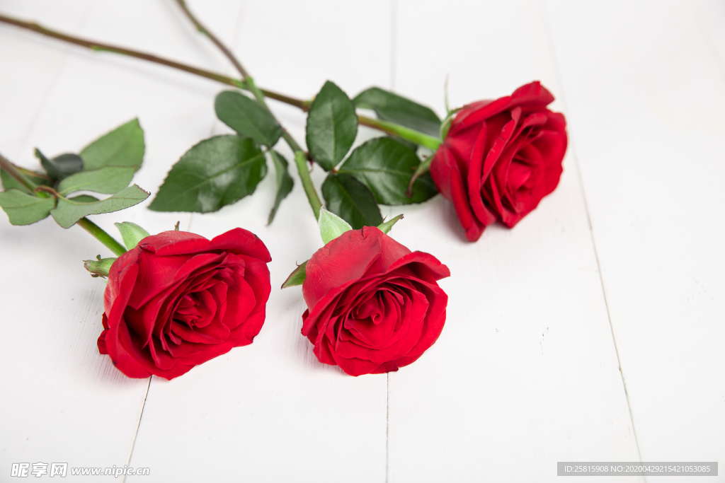 玫瑰花月季花图片