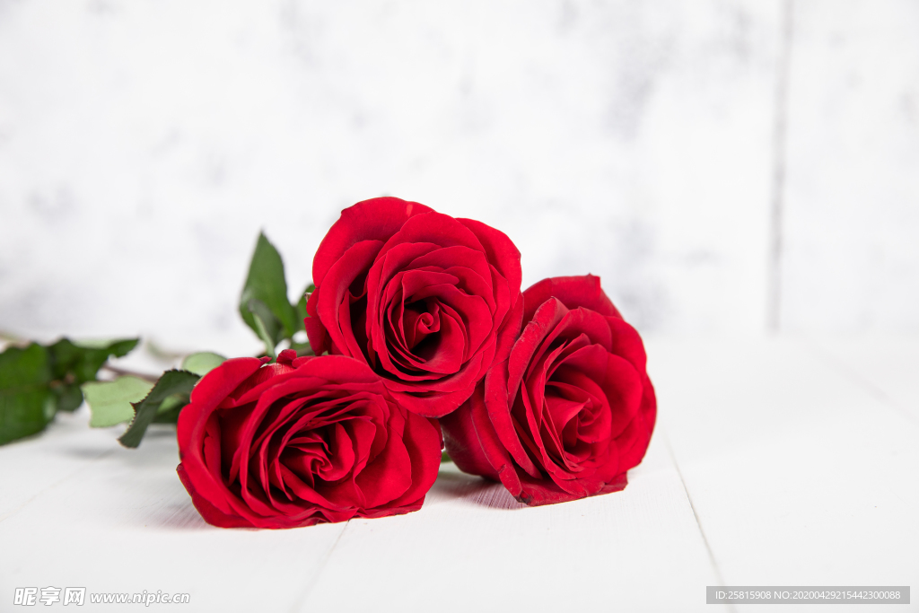 玫瑰花月季花图片