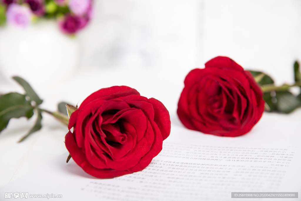 玫瑰花月季花图片