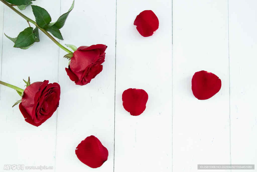 玫瑰花月季花图片