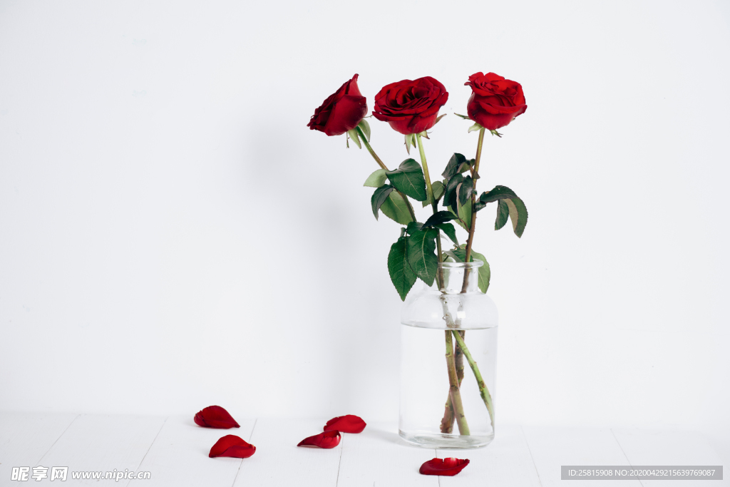 玫瑰花月季花图片