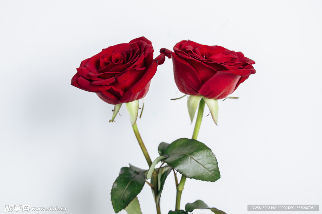 玫瑰花月季花图片