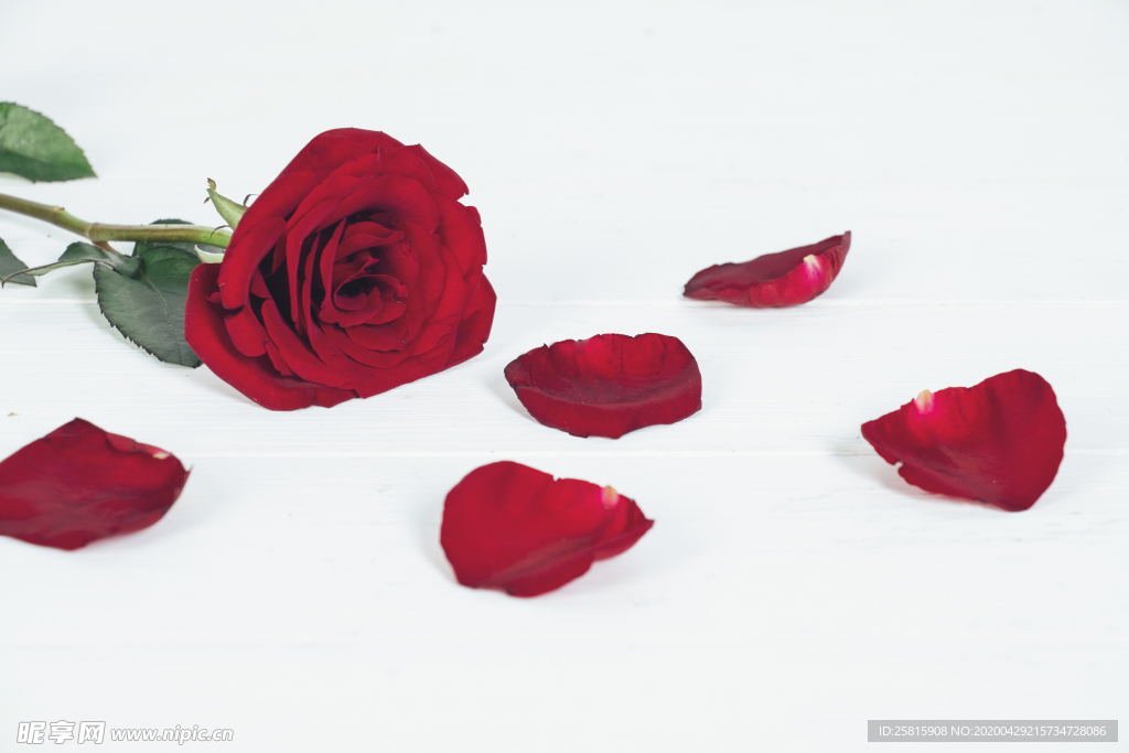 玫瑰花月季花图片