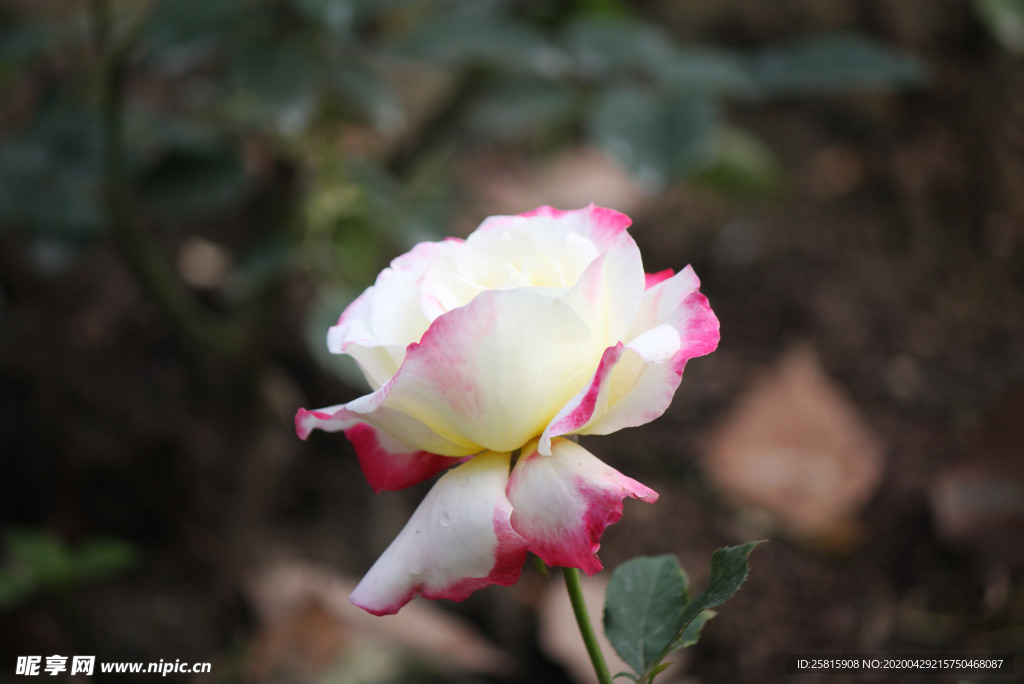 玫瑰花月季花图片