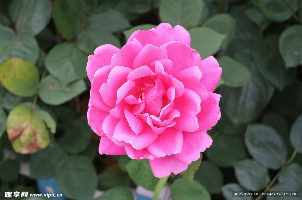 玫瑰花月季花图片