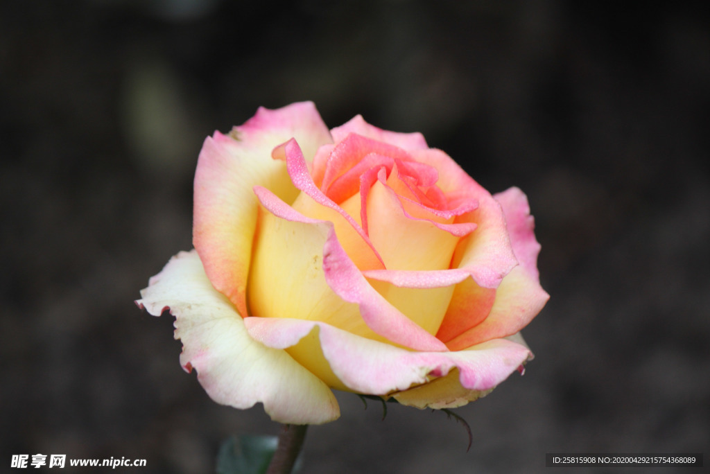 玫瑰花月季花图片