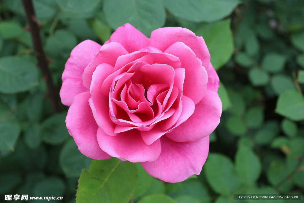 玫瑰花月季花图片