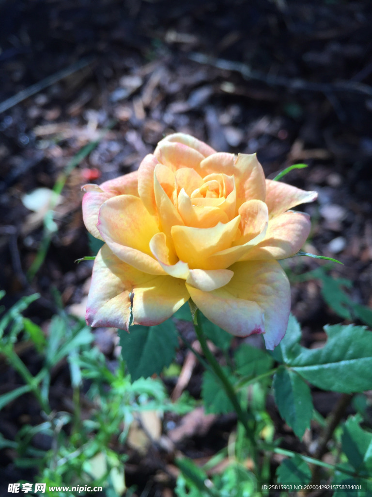 玫瑰花月季花图片