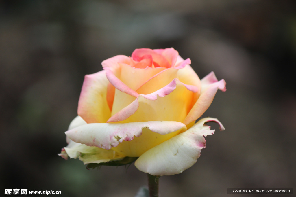 玫瑰花月季花图片
