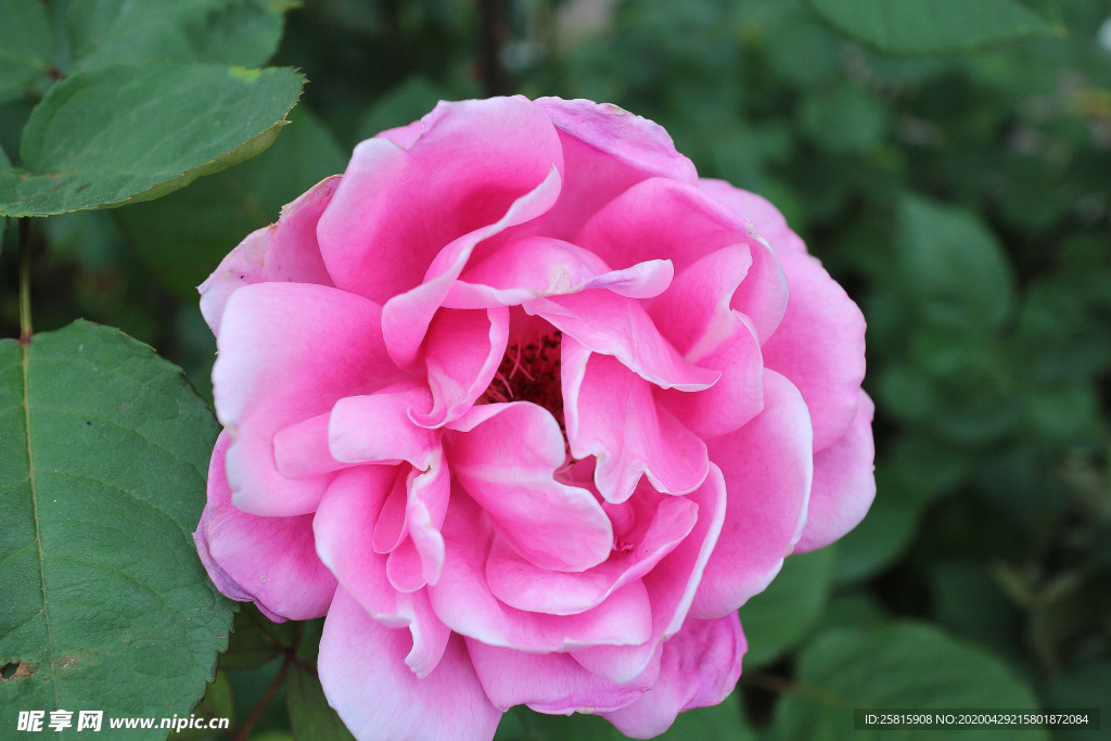 玫瑰花月季花图片