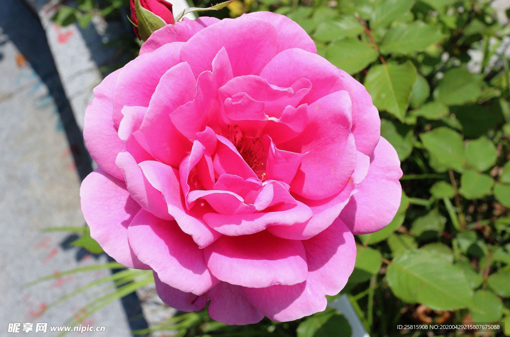 玫瑰花月季花图片