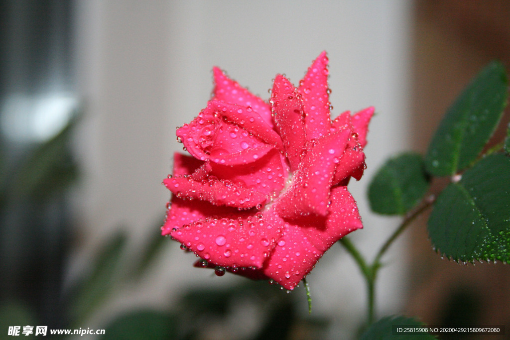 玫瑰花月季花图片