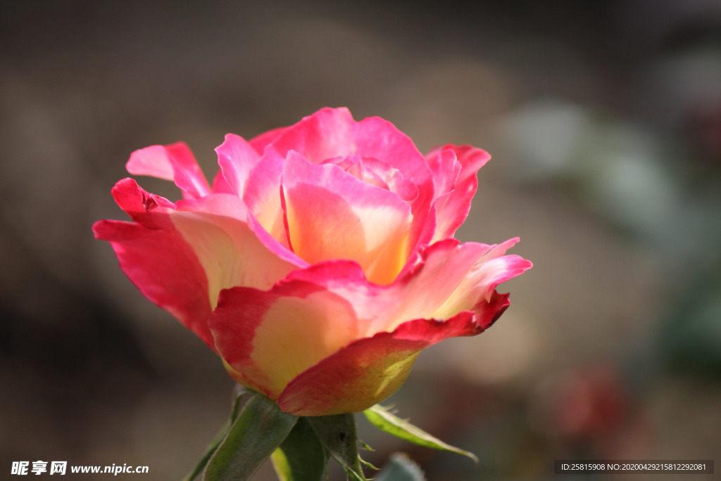 玫瑰花月季花图片