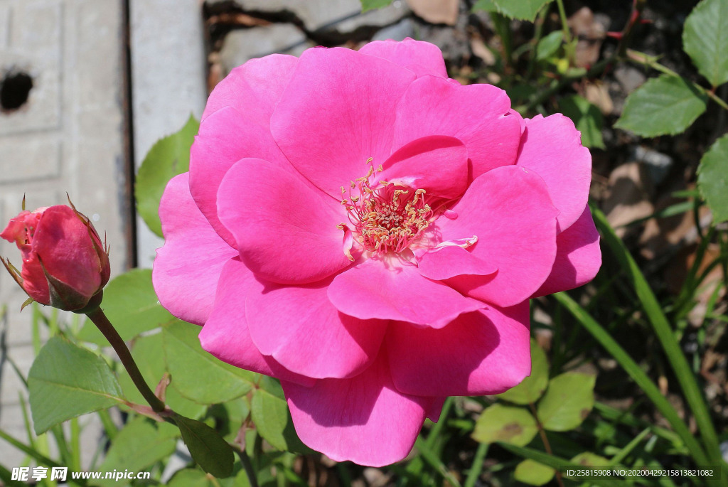 玫瑰花月季花图片