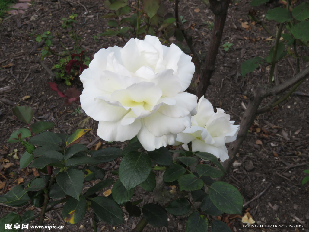 玫瑰花月季花图片