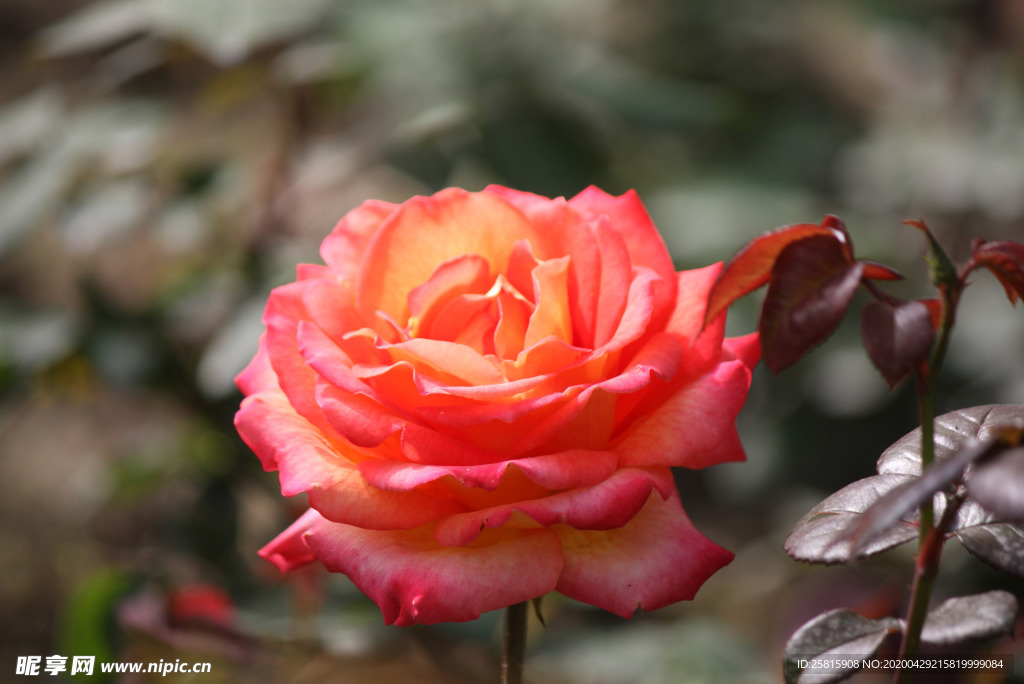 玫瑰花月季花图片