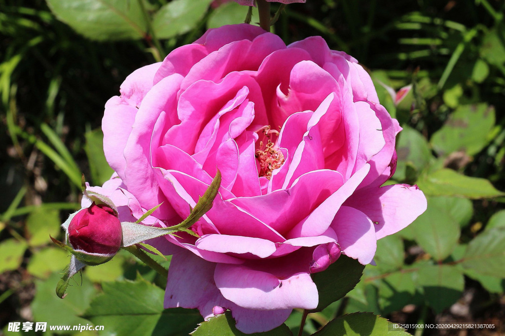 玫瑰花月季花图片