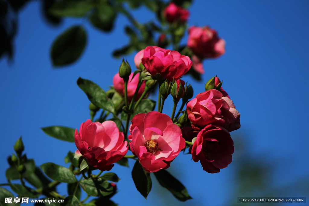 玫瑰花月季花图片