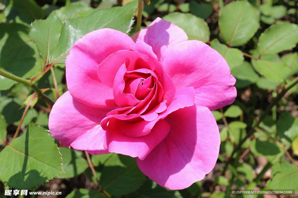 玫瑰花月季花图片