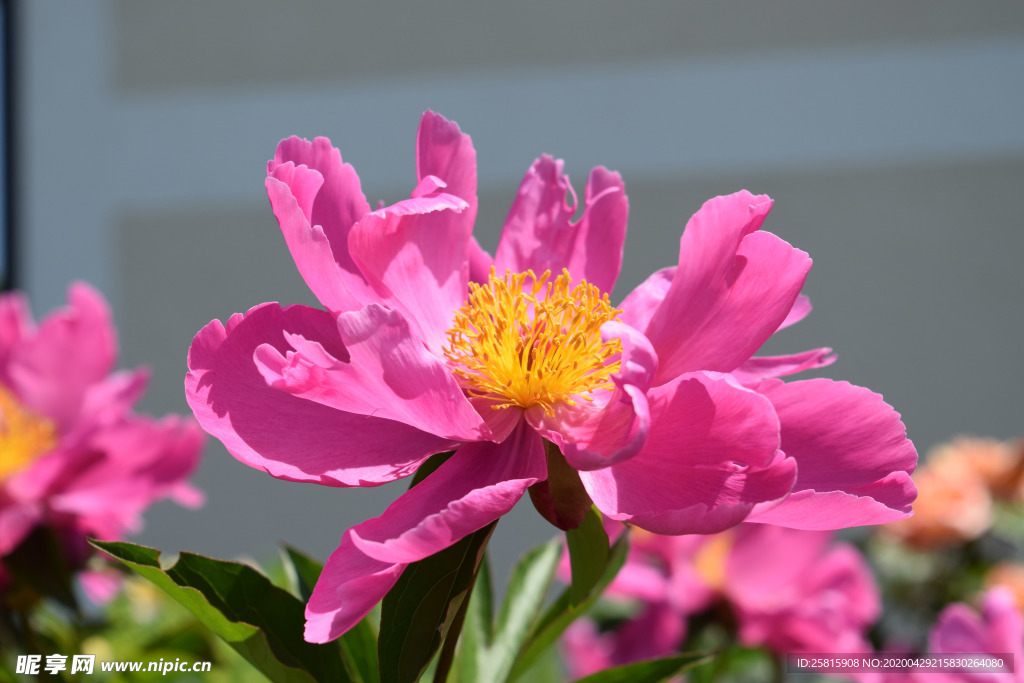 玫瑰花月季花图片