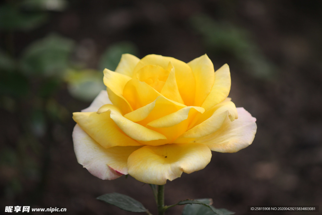 玫瑰花月季花图片