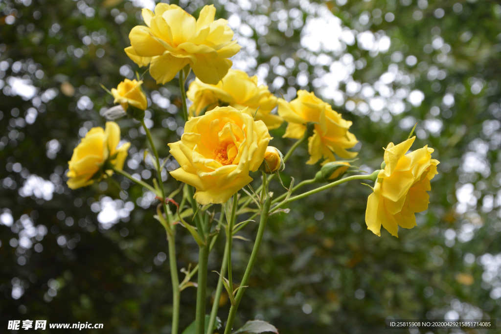 玫瑰花月季花图片