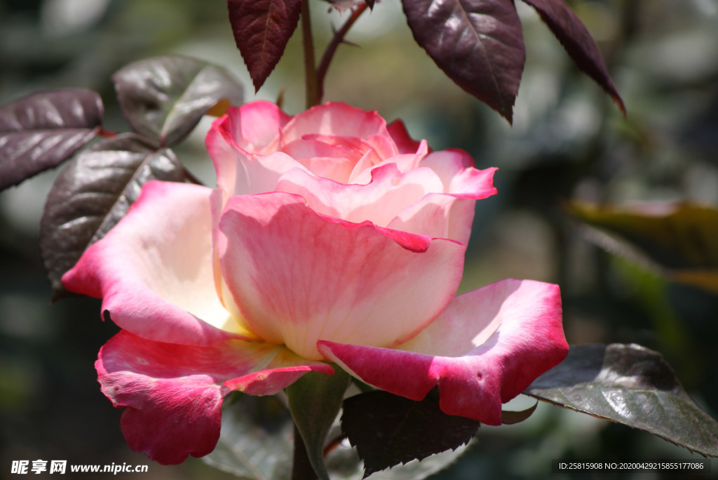 玫瑰花月季花图片