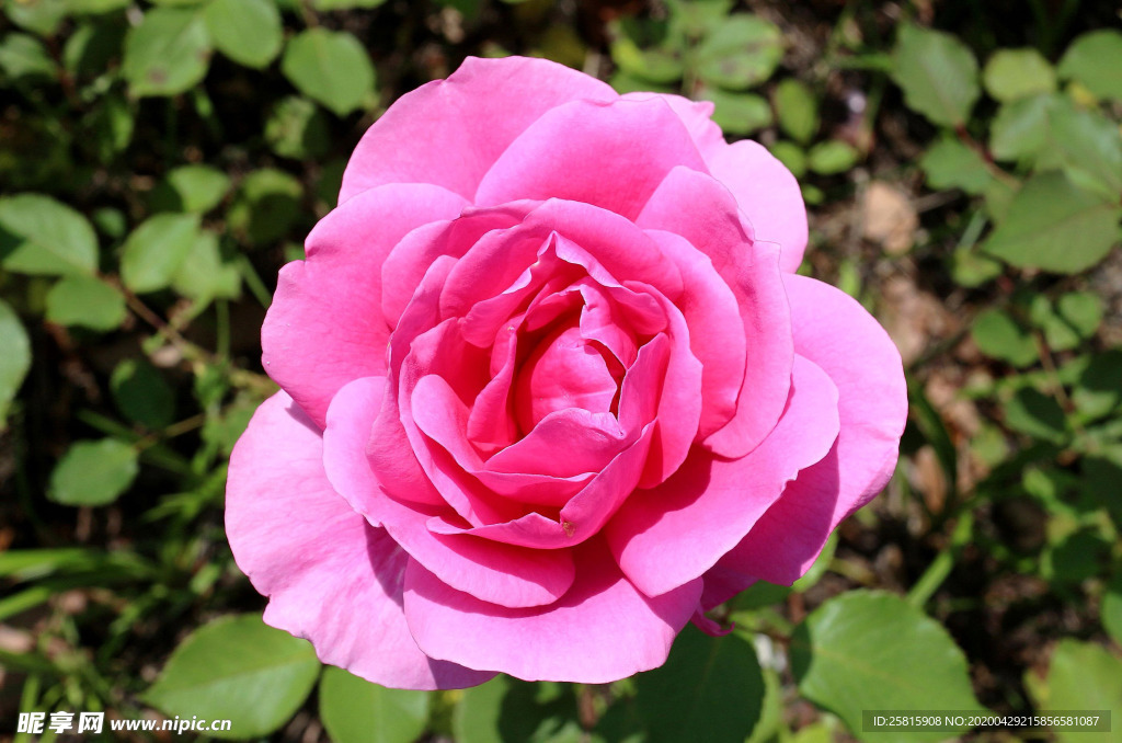 玫瑰花月季花图片