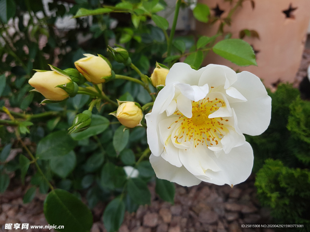 玫瑰花月季花图片