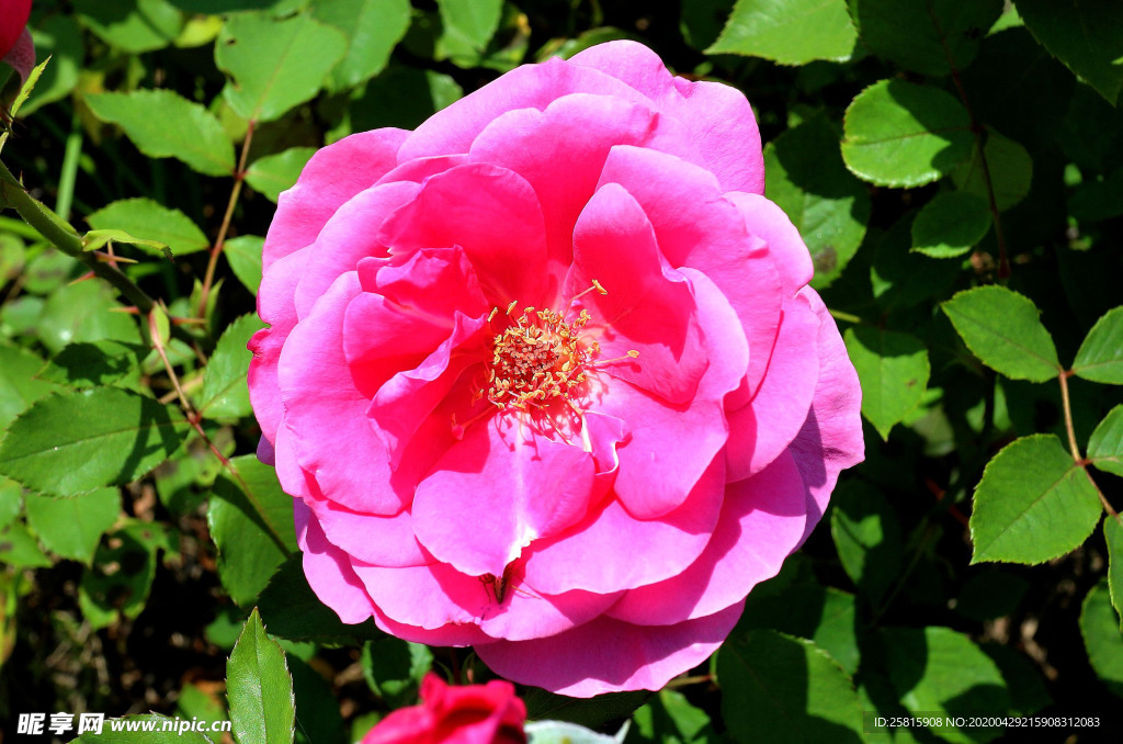 玫瑰花月季花图片