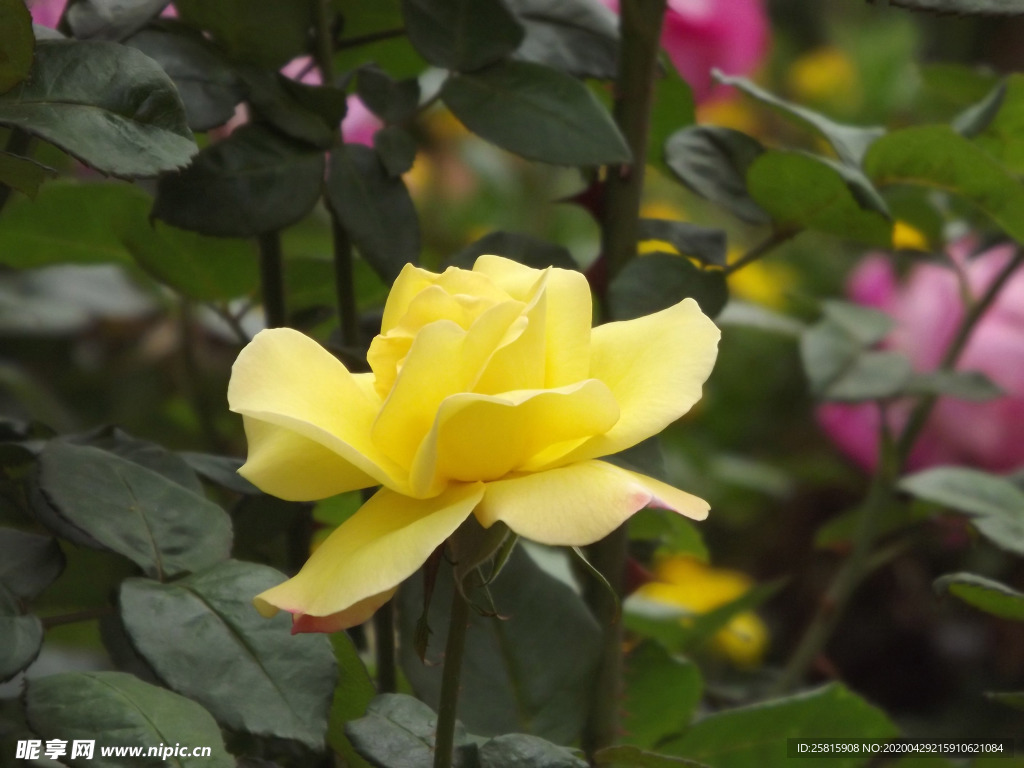 玫瑰花月季花图片