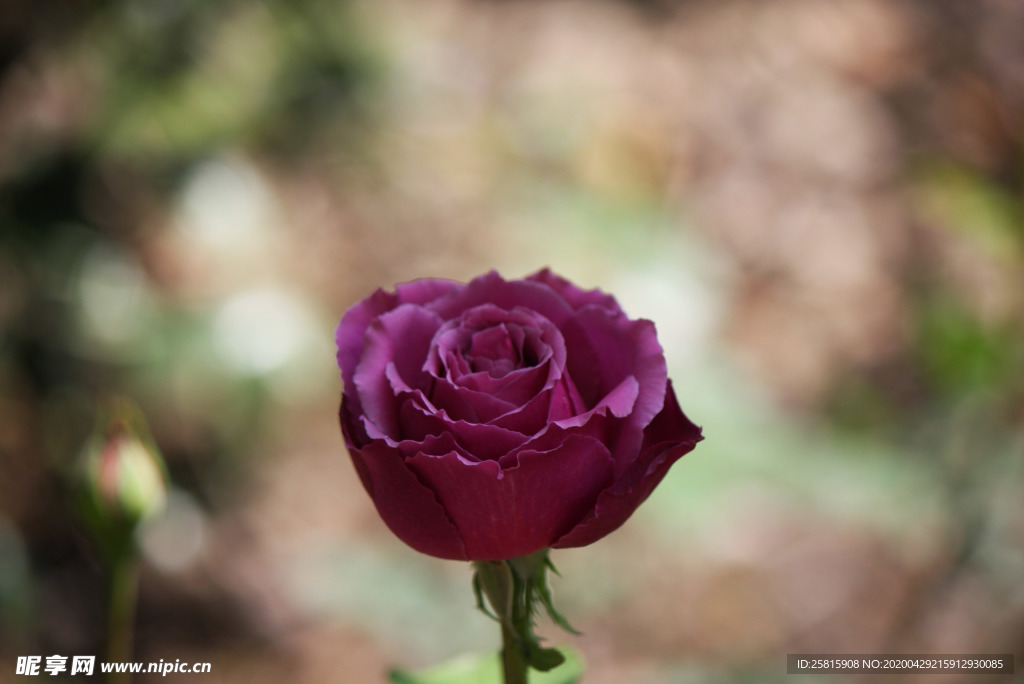 玫瑰花月季花图片