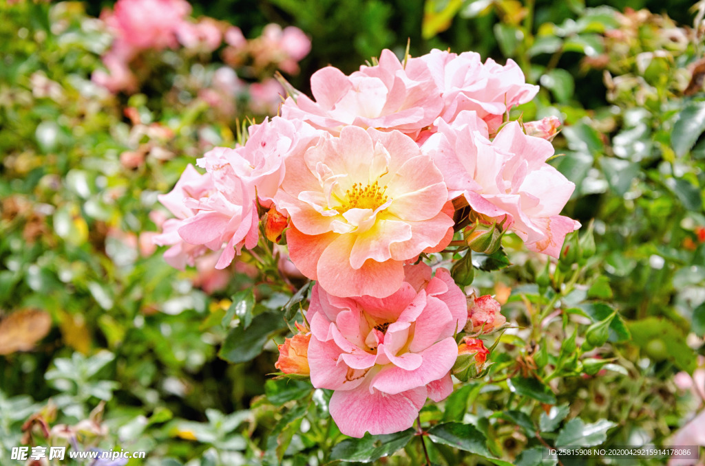 玫瑰花月季花图片