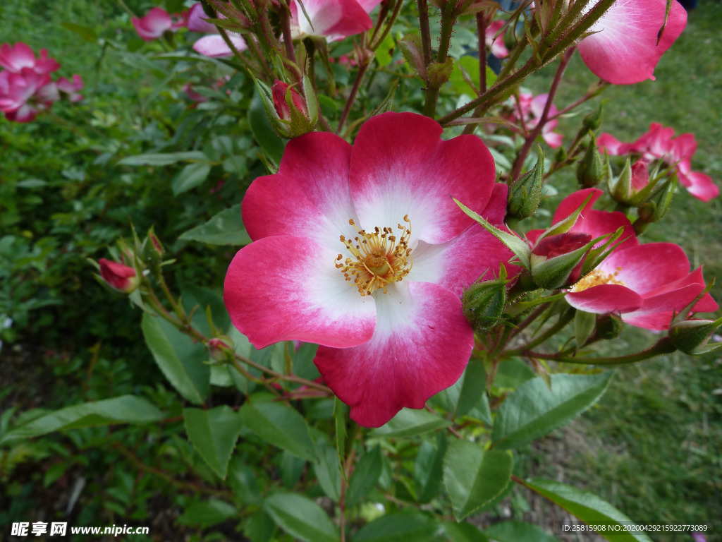 玫瑰花月季花图片