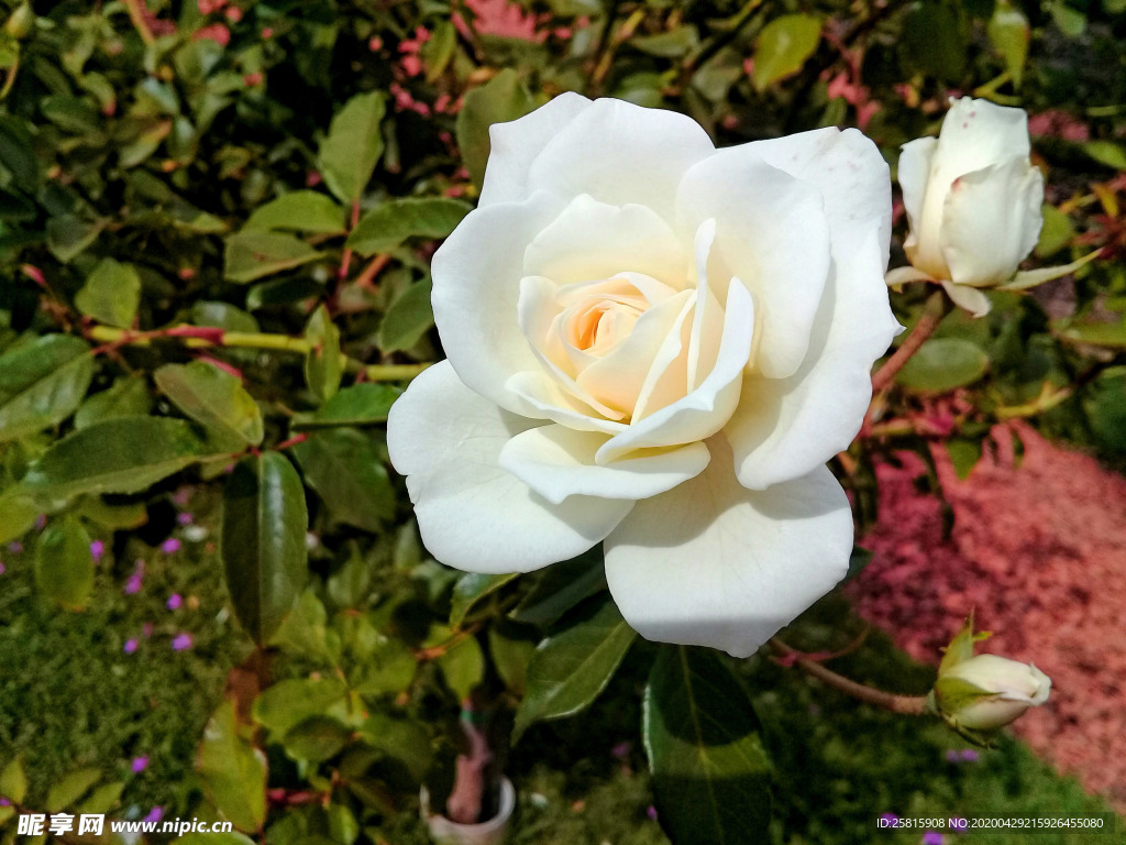 玫瑰花月季花图片