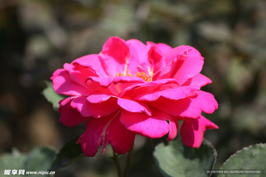 玫瑰花月季花图片