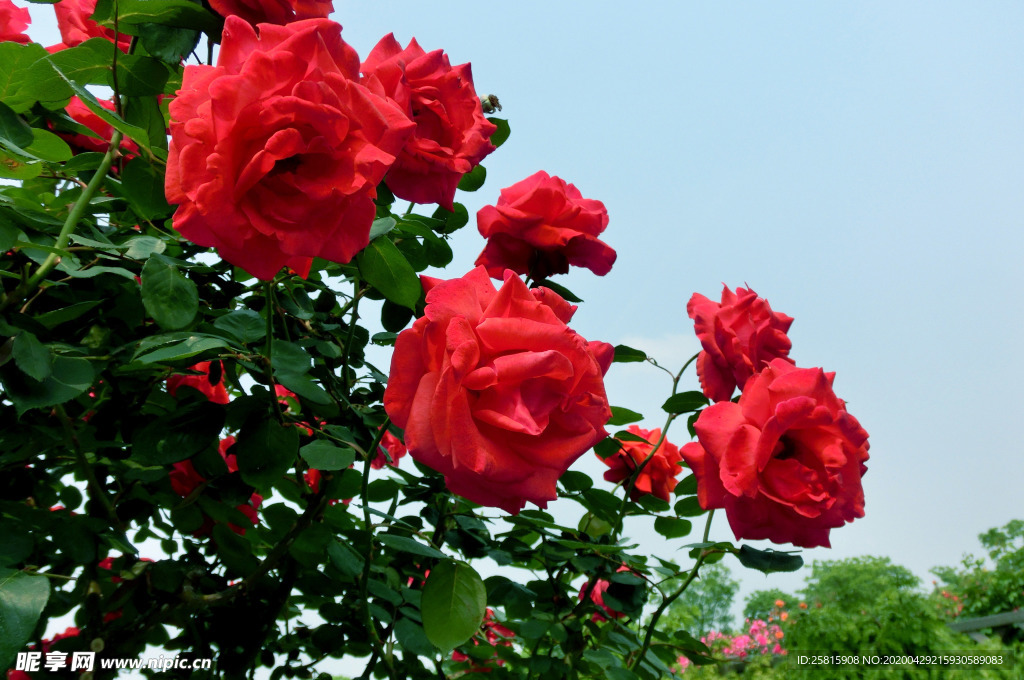 玫瑰花月季花图片