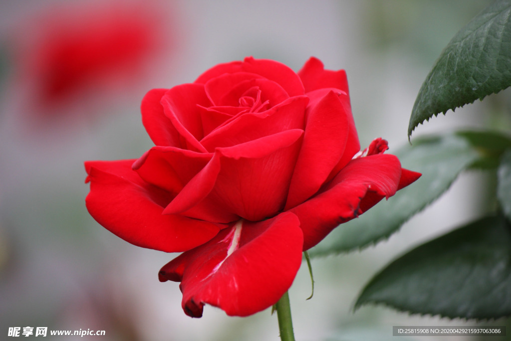 玫瑰花月季花图片