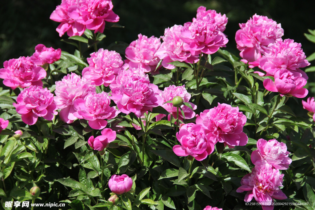 玫瑰花月季花图片