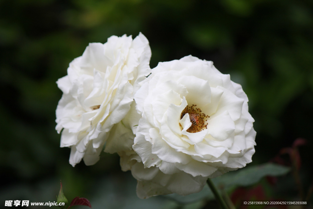 玫瑰花月季花图片